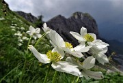 75 Anemone narcissinino (Anemone narcissiflora) con vista sulla Cima di Valvedra